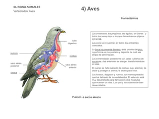 EL REINO ANIMALES
Vertebrados. Aves
Los avestruces, los pingüinos, las águilas, los cisnes y
todos los seres vivos a los que denominamos pájaros
son aves.
Las aves se encuentran en todos los ambientes
conocidos.
La boca no presenta dientes y está provista de pico,
cuya forma es muy variada y depende de cuál sea
el tipo de alimentación.
Las extremidades posteriores son patas cubiertas de
escamas y las anteriores se alargan transformándose
en alas.
El cuerpo se halla cubierto de plumas, que, además de
aislar y proteger al animal, le sirven para volar.
Los huesos, delgados y huecos, son menos pesados
que los del resto de los vertebrados. El esternón está
muy desarrollado para dar sostén a los músculos
que mueven las alas. Los ojos y los oídos están bien
desarrollados.
pulmón
saco aéreo
posterior
cloaca
tubo
digestivo
molleja
saco aéreo
anterior
Homeotermos
4) Aves
Pulmón → sacos aéreos
 
