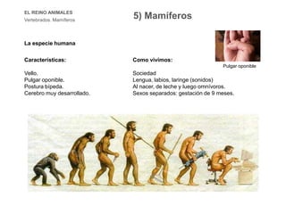 EL REINO ANIMALES
Vertebrados. Mamíferos
5) Mamíferos
La especie humana
Características:
Vello.
Pulgar oponible.
Postura bípeda.
Cerebro muy desarrollado.
Como vivimos:
Sociedad
Lengua, labios, laringe (sonidos)
Al nacer, de leche y luego omnívoros.
Sexos separados: gestación de 9 meses.
Pulgar oponible
 