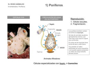 EL REINO ANIMALES
Invertebrados. Poríferos
ESPONJA VIVA
Los poríferos también reciben
el nombre de esponjas.
Se trata de animales acuáticos,
generalmente marinos, que
viven fijos a las rocas en aguas
poco profundas.
El cuerpo de las esponjas tiene
forma de saco y está hueco.
Sus paredes se hallan
perforadas por poros pequeños,
y en la parte superior presentan
un orificio de mayor tamaño
llamado ósculo.
CIRCULACIÓN DE AGUA
EN UN PORÍFERO
ósculo
poros
Animales filtradores
Células especializadas con flagelo → Coanocitos
Reproducción:
1. Células sexuales.
2. Fragmentación.flagelo
1) Poríferos
 