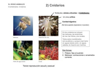 EL REINO ANIMALES
Invertebrados. Cnidarios
Medusa.
En los cnidarios se incluyen
las medusas, las anémonas
de mar, las hidras y los corales.
Todos estos invertebrados
son acuáticos y, aunque viven tanto
en aguas dulces como en aguas
saladas, la mayoría son marinos.
Anémona de mar.
Hidra de agua dulce. Coral.
Dos formas:
1. Pólipos: fijas al sustrato
2. Medusas: contracciones o arrastrados
corriente.
Tentáculos: células urticantes → Cnidoblastos
Tienen reproducción sexual y asexual
Un único orificio
Cavidad digestiva
(No tiene aparato respiratorio ni excretor)
2) Cnidarios
 