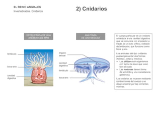 EL REINO ANIMALES
Invertebrados. Cnidarios
ESTRUCTURA DE UNA
ANÉMONA DE MAR
ANATOMÍA
DE UNA MEDUSA
El cuerpo particular de un cnidario
se reduce a una cavidad digestiva
que se comunica con el exterior a
través de un solo orificio, rodeado
de tentáculos, que funciona como
boca y ano.
Los cnidarios se mueven mediante
contracciones del cuerpo o se
dejan arrastrar por las corrientes
marinas.
tentáculo
boca-ano
cavidad
digestiva
órgano
sexual
cavidad
digestiva
tentáculo
boca-ano
● Los pólipos son organismos
con forma de saco que viven
fijos al suelo.
● Las medusas tienen forma
de sombrilla y una consistencia
gelatinosa.
Los animales del tipo cnidarios
pueden presentar dos formas
distintas: pólipo y medusa.
2) Cnidarios
 