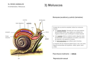 EL REINO ANIMALES
Invertebrados. Moluscos
● Una concha interna o externa (salvo algunas raras
excepciones, como la babosa o el pulpo), que sirve
de soporte y de sujeción al cuerpo.
● Un pie musculoso que utilizan para moverse.
La mayoría de los moluscos tienen boca y ano, así como
órganos sensoriales del equilibrio, olfato, gusto, tacto
y vista.
A pesar de su enorme variedad, todos los moluscos
poseen:
● Un cuerpo blando, formado por una capa externa
denominada manto, que rodea a un conjunto de
órganos internos que constituyen la masa visceral.
masa
visceral
corazón
tubo digestivo
concha
pulmón
ano
tentáculos
boca
rádula
pie
3) Moluscos
Para triturar el alimento → rádula
Reproducción sexual
Branquias (acuáticos) y pulmón (terrestres)
 