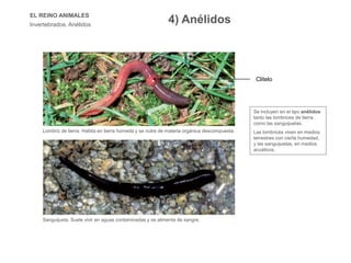 EL REINO ANIMALES
Invertebrados. Anélidos
Se incluyen en el tipo anélidos
tanto las lombrices de tierra
como las sanguijuelas.
Las lombrices viven en medios
terrestres con cierta humedad,
y las sanguijuelas, en medios
acuáticos.
Lombriz de tierra. Habita en tierra húmeda y se nutre de materia orgánica descompuesta.
Sanguijuela. Suele vivir en aguas contaminadas y se alimenta de sangre.
4) Anélidos
Clitelo
 