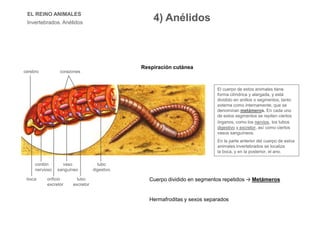 EL REINO ANIMALES
Invertebrados. Anélidos
El cuerpo de estos animales tiene
forma cilíndrica y alargada, y está
dividido en anillos o segmentos, tanto
externa como internamente, que se
denominan metámeros. En cada uno
de estos segmentos se repiten ciertos
órganos, como los nervios, los tubos
digestivo y excretor, así como ciertos
vasos sanguíneos.
En la parte anterior del cuerpo de estos
animales invertebrados se localiza
la boca, y en la posterior, el ano.
corazonescerebro
boca
cordón
nervioso
orificio
excretor
vaso
sanguíneo
tubo
excretor
tubo
digestivo
4) Anélidos
Cuerpo dividido en segmentos repetidos → Metámeros
Respiración cutánea
Hermafroditas y sexos separados
 
