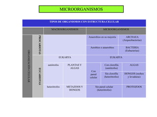 MICROORGANISMOS

                                       TIPOS DE ORGANISMOS CON ESTRUCTURA CELULAR

                                         MACROORGANISMOS                        MICROORGANISMOS


                       PROCARIOTAS                                 Anaerobios en su mayoría         ARCHAEA
                                                                                                  (Arqueobacterias)

                                                                    Aerobios o anaerobios            BACTERIA
                                                                                                    (Eubacterias)
ORGANIZACIÓN CELULAR




                                                  EUKARYA                              EUKARYA

                                     autótrofos        PLANTAS Y                 Con clorofila          ALGAS
                                                         ALGAS                   (autótrofos)
                       EUCARIOTAS




                                                                      Con
                                                                     pared        Sin clorofila    HONGOS (mohos
                                                                    celular      (heterótrofos)      y levaduras)


                                     heterótrofos     METAZOOS Y         Sin pared celular           PROTOZOOS
                                                       HONGOS             (heterótrofos)
 