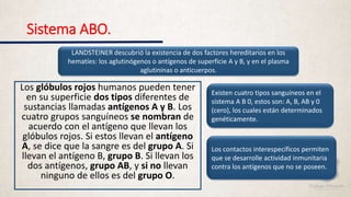 Sistema ABO.
Los glóbulos rojos humanos pueden tener
en su superficie dos tipos diferentes de
sustancias llamadas antígenos A y B. Los
cuatro grupos sanguíneos se nombran de
acuerdo con el antígeno que llevan los
glóbulos rojos. Si estos llevan el antígeno
A, se dice que la sangre es del grupo A. Si
llevan el antígeno B, grupo B. Si llevan los
dos antígenos, grupo AB, y si no llevan
ninguno de ellos es del grupo O.
LANDSTEINER descubrió la existencia de dos factores hereditarios en los
hematíes: los aglutinógenos o antígenos de superficie A y B, y en el plasma
aglutininas o anticuerpos.
Existen cuatro tipos sanguíneos en el
sistema A B 0, estos son: A, B, AB y 0
(cero), los cuales están determinados
genéticamente.
Los contactos interespecíficos permiten
que se desarrolle actividad inmunitaria
contra los antígenos que no se poseen.
 