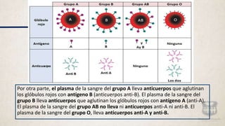 Por otra parte, el plasma de la sangre del grupo A lleva anticuerpos que aglutinan
los glóbulos rojos con antígeno B (anticuerpos anti-B). El plasma de la sangre del
grupo B lleva anticuerpos que aglutinan los glóbulos rojos con antígeno A (anti-A).
El plasma de la sangre del grupo AB no lleva ni anticuerpos anti-A ni anti-B. El
plasma de la sangre del grupo O, lleva anticuerpos anti-A y anti-B.
 