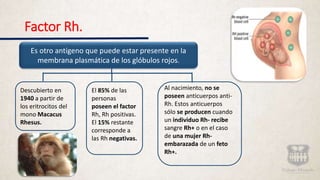 Factor Rh.
Es otro antígeno que puede estar presente en la
membrana plasmática de los glóbulos rojos.
Descubierto en
1940 a partir de
los eritrocitos del
mono Macacus
Rhesus.
El 85% de las
personas
poseen el factor
Rh, Rh positivas.
El 15% restante
corresponde a
las Rh negativas.
Al nacimiento, no se
poseen anticuerpos anti-
Rh. Estos anticuerpos
sólo se producen cuando
un individuo Rh- recibe
sangre Rh+ o en el caso
de una mujer Rh-
embarazada de un feto
Rh+.
 
