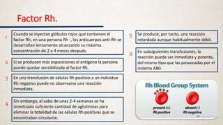 Factor Rh.
Cuando se inyectan glóbulos rojos que contienen el
factor Rh, en una persona Rh -, los anticuerpos anti-Rh se
desarrollan lentamente alcanzando su máxima
concentración de 2 a 4 meses después.
Si se producen más exposiciones al antígeno la persona
puede quedar sensibilizada al factor Rh.
En una transfusión de células Rh positivo a un individuo
Rh negativo puede no observarse una reacción
inmediata.
Sin embargo, al cabo de unas 2-4 semanas se ha
sintetizado suficiente cantidad de aglutininas para
eliminar la totalidad de las células Rh positivas que se
encontraban circulante.
Se produce, por tanto, una reacción
retardada aunque habitualmente débil.
En subsiguientes transfusiones, la
reacción puede ser inmediata y potente,
del mismo tipo que las provocadas por el
sistema AB0.
1
2
3
4
5
6
 