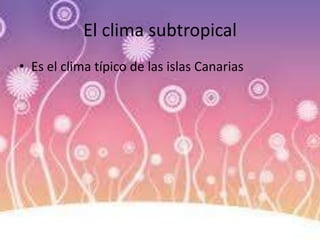 El clima subtropical
• Es el clima típico de las islas Canarias
 