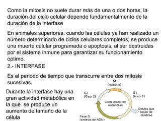 Como la mitosis no suele durar más de una o dos horas, la duración del ciclo celular depende fundamentalmente de la duración de la interfase En animales superiores, cuando las células ya han realizado un número determinado de ciclos celulares completos, se produce una muerte celular programada o apoptosis, al ser destruidas por el sistema inmune para garantizar su funcionamiento optimo. 2.- INTERFASE Es el periodo de tiempo que transcurre entre dos mitosis sucesivas.  Durante la interfase hay una gran actividad metabólica en la que  se produce un aumento de tamaño de la célula 