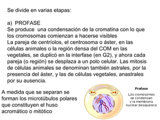 Se divide en varias etapas: a)  PROFASE Se produce  una condensación de la cromatina con lo que los cromosomas comienzan a hacerse visibles La pareja de centríolos, el centrosoma o áster, en las células animales o la región densa del COM en las vegetales, se duplicó en la interfase (en G2), y ahora cada pareja (o región) se desplaza a un polo celular. Las mitosis de células animales se denominan también astrales, por la presencia del áster, y las de células vegetales, anastrales por su ausencia. A medida que se separan se forman los microtúbulos polares que constituyen el huso acromático o mitótico 
