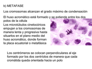 b) METAFASE Los cromosomas alcanzan el grado máximo de condensación El huso acromático está formado y se extiende entre los dos polos de la célula Los microtúbulos cinetocóricos empujan a los cromosomas de manera lenta y progresiva hasta situarlos en el plano medio del huso acromático, donde forman la placa ecuatorial o metafásica Los centrómeros se colocan perpendiculares al eje formado por los dos centríolos de manera que cada cromátida queda orientada hacia un polo 