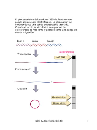 El procesamiento del pre-RNAr 35S de  Tetrahymena  puede seguirse por electroforesis. La eliminación del intrón produce una banda de peequeño taamaño.  Cuando el intrón se circulariza la migración en electoforesis es más lenta y aparece como una banda de menor migración Trancripción Electroforesis Procesamiento Ciclación 
