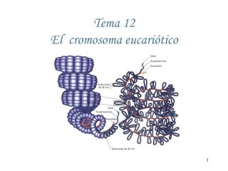 Tema 12
El cromosoma eucariótico




                           1
 