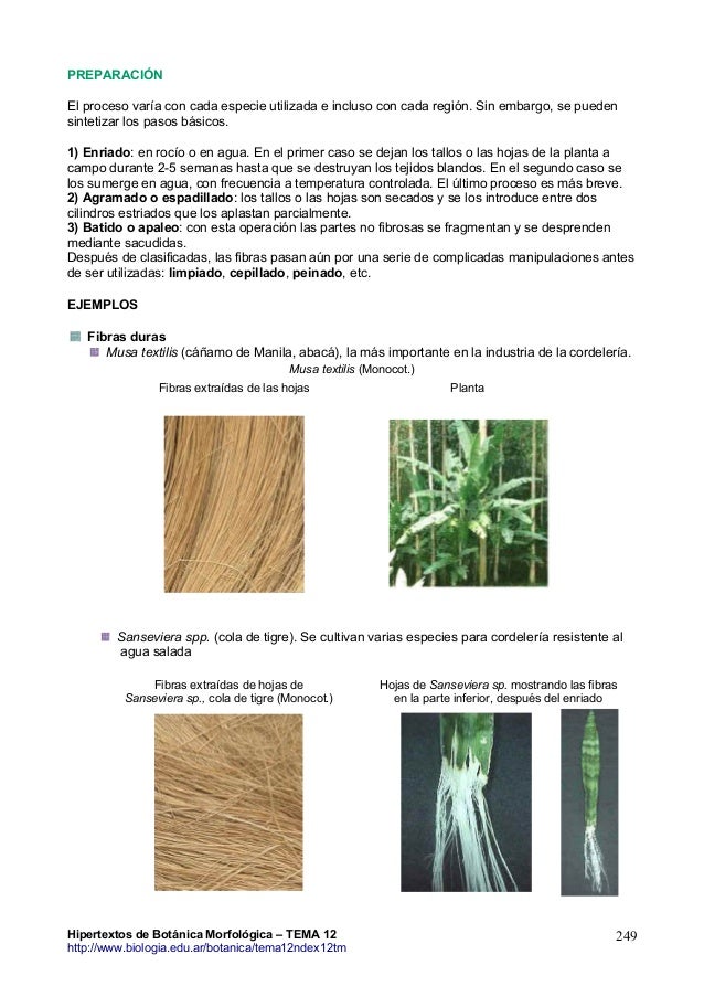 Tema12 Esclerenquima Hipertextos De Botanica Morfologica Www Biologi