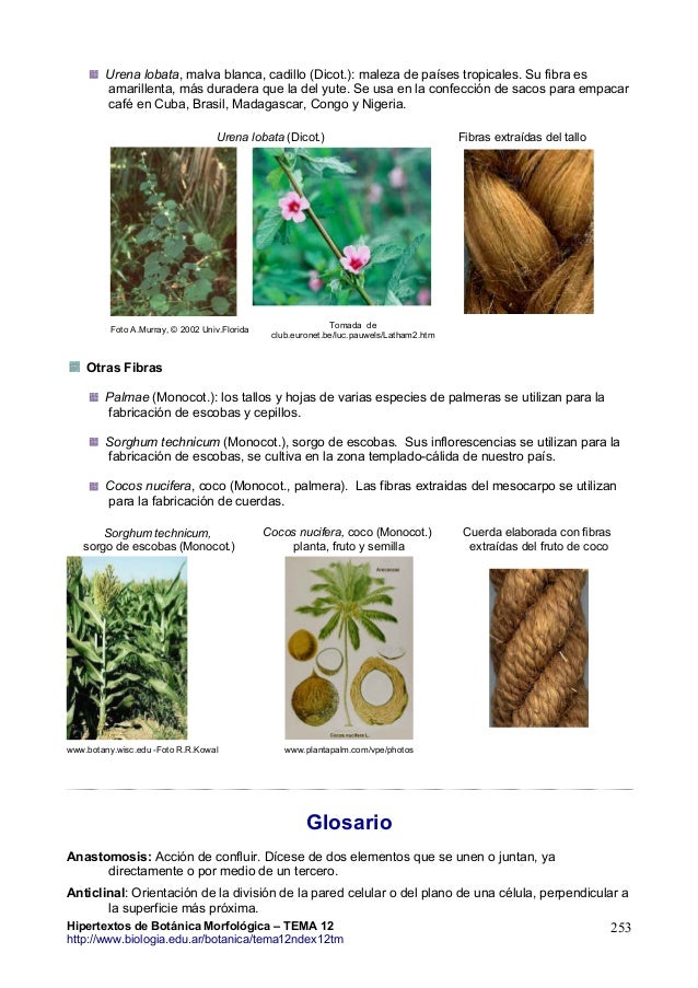 Tema12 Esclerenquima Hipertextos De Botanica Morfologica Www Biologi