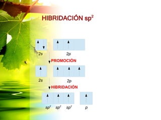 HIBRIDACIÓN sp2
PROMOCIÓN
HIBRIDACIÓN
2s
2s
2p
2p
sp2
sp2
sp2
p
 