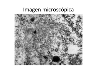 Imagen microscópica
 