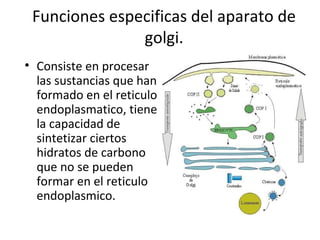 Funciones especificas del aparato de
golgi.
• Consiste en procesar
las sustancias que han
formado en el reticulo
endoplasmatico, tiene
la capacidad de
sintetizar ciertos
hidratos de carbono
que no se pueden
formar en el reticulo
endoplasmico.
 