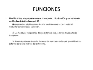 FUNCIONES
• Modificación, empaquetamiento, transporte , distribución y secreción de
moléculas sintetizadas en el RE .
1) Las proteínas y lípidos pasan del RE a las cisternas de la cara cis del AG
mediante las vesículas de transición .
2) Las moléculas van pasando de una cisterna a otra , a través de vesículas de
transporte .
3) Se empaquetan en vesículas de secreción ,que desprenden por gemación de las
cisternas de la cara de trans del dictiosoma.
 