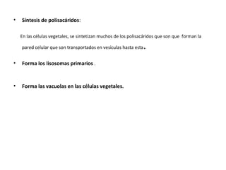 • Síntesis de polisacáridos:
En las células vegetales, se sintetizan muchos de los polisacáridos que son que forman la
pared celular que son transportados en vesículas hasta esta.
• Forma los lisosomas primarios .
• Forma las vacuolas en las células vegetales.
 
