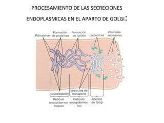 PROCESAMIENTO DE LAS SECRECIONES
ENDOPLASMICAS EN EL APARTO DE GOLGI:
 