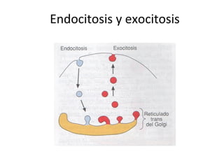 Endocitosis y exocitosis
 