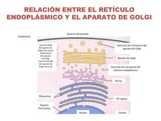 RELACIÓN ENTRE EL RETÍCULO
ENDOPLÁSMICO Y EL APARATO DE GOLGI
Endocitosis
Espacio extracelular
ER liso
Vesículas de transporte del
aparato de Golgi
Aparato de Golgi
Vesículas de transporte del
retículo endoplásmico
ER rugoso
CitosolNúcleo
Espacio
Perinuclear
Ribosomas
Cara de salida
del aparato de
Golgi (cara trans)
Apilamentos
del aparato
de Golgi
Cara de entrada
del aparato de
Golgi (cara cis)
 