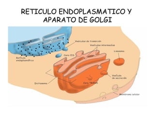 RETICULO ENDOPLASMATICO Y
APARATO DE GOLGI
 