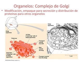 Organelos: Complejo de Golgi
• Modificación, empaque para secreción y distribución de
proteínas para otros organelos
 
