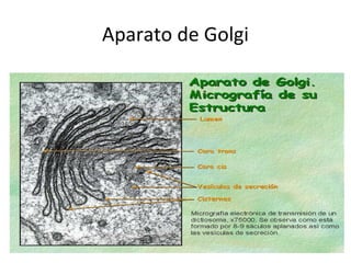 Aparato de Golgi
 