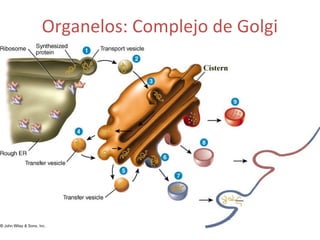 Organelos: Complejo de Golgi
 