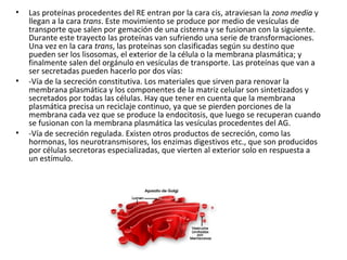 • Las proteínas procedentes del RE entran por la cara cis, atraviesan la zona media y
llegan a la cara trans. Este movimiento se produce por medio de vesículas de
transporte que salen por gemación de una cisterna y se fusionan con la siguiente.
Durante este trayecto las proteínas van sufriendo una serie de transformaciones.
Una vez en la cara trans, las proteínas son clasificadas según su destino que
pueden ser los lisosomas, el exterior de la célula o la membrana plasmática; y
finalmente salen del orgánulo en vesículas de transporte. Las proteínas que van a
ser secretadas pueden hacerlo por dos vías:
• -Vía de la secreción constitutiva. Los materiales que sirven para renovar la
membrana plasmática y los componentes de la matriz celular son sintetizados y
secretados por todas las células. Hay que tener en cuenta que la membrana
plasmática precisa un reciclaje continuo, ya que se pierden porciones de la
membrana cada vez que se produce la endocitosis, que luego se recuperan cuando
se fusionan con la membrana plasmática las vesículas procedentes del AG.
• -Vía de secreción regulada. Existen otros productos de secreción, como las
hormonas, los neurotransmisores, los enzimas digestivos etc., que son producidos
por células secretoras especializadas, que vierten al exterior solo en respuesta a
un estímulo.
 