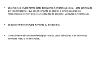 • El complejo de Golgi forma parte del sistema membranoso celular . Esta constituido
por los dictiosomas que son el conjunto de sáculos o cisternas apilados y
relacionadas entre si y que están rodeados de pequeñas vesículas membranosas.
• En cada complejo de Golgi hay unos 80 dictiosomas.
• Generalmente el complejo de Golgi se localiza cerca del núcleo ,y en las células
animales rodea a los centríolos.
 