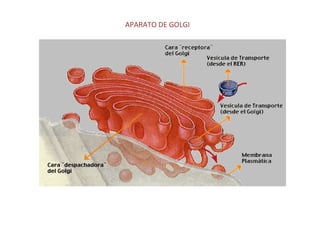APARATO DE GOLGI
 