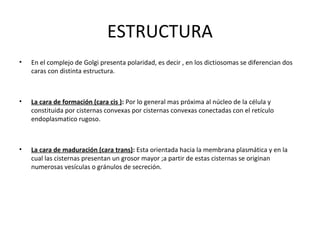 ESTRUCTURA
• En el complejo de Golgi presenta polaridad, es decir , en los dictiosomas se diferencian dos
caras con distinta estructura.
• La cara de formación (cara cis ): Por lo general mas próxima al núcleo de la célula y
constituida por cisternas convexas por cisternas convexas conectadas con el retículo
endoplasmatico rugoso.
• La cara de maduración (cara trans): Esta orientada hacia la membrana plasmática y en la
cual las cisternas presentan un grosor mayor ;a partir de estas cisternas se originan
numerosas vesículas o gránulos de secreción.
 