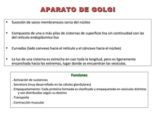 APARATO DE GOLGIAPARATO DE GOLGI
• Sucesión de sacos membranosos cerca del núcleoSucesión de sacos membranosos cerca del núcleo
• Compuesto de una o más pilas de cisternas de superficie lisa sin continuidad con lasCompuesto de una o más pilas de cisternas de superficie lisa sin continuidad con las
del retículo endoplásmico lisodel retículo endoplásmico liso
• Curvadas (lado convexo hacia el retículo y el cóncavo hacia el núcleo)Curvadas (lado convexo hacia el retículo y el cóncavo hacia el núcleo)
• La luz de una cisterna es estrecha en casi toda la longitud, pero es ligeramenteLa luz de una cisterna es estrecha en casi toda la longitud, pero es ligeramente
ensanchada hacia los extremos, lugar donde se encuentran las vesículas.ensanchada hacia los extremos, lugar donde se encuentran las vesículas.
FuncionesFunciones
. Activación de sustancias. Activación de sustancias
. Secretora (muy desarrollado en las células glandulares). Secretora (muy desarrollado en las células glandulares)
. Empaquetamiento: Cada proteína formada es clasificada y empaquetada en vesículas distintas. Empaquetamiento: Cada proteína formada es clasificada y empaquetada en vesículas distintas
y son distribuidas según su destinoy son distribuidas según su destino
. Transporte. Transporte
. Contracción muscular. Contracción muscular
 