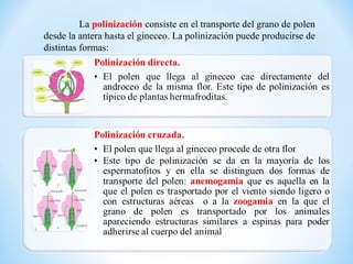 La polinización consiste en el transporte del grano de polen
desde la antera hasta el gineceo. La polinización puede producirse de
distintas formas:
 