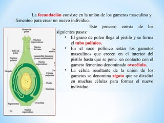 La fecundación consiste en la unión de los gametos masculino y
femenino para crear un nuevo individuo.
                                         Este proceso consta de los
                      siguientes pasos:
                          • El grano de polen llega al pistilo y se forma
                              el tubo polínico.
                          • En el saco polínico están los gametos
                              masculinos que crecen en el interior del
                              pistilo hasta que se pone en contacto con el
                              gameto femenino denominado ovocélula.
                          • La célula resultante de la unión de los
                              gametos se denomina zigoto que se dividirá
                              en muchas células para formar el nuevo
                              individuo.
 