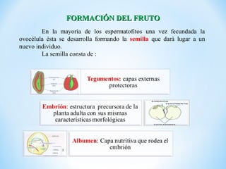 FORMACIÓN DEL FRUTO
        En la mayoría de los espermatofitos una vez fecundada la
ovocélula ésta se desarrolla formando la semilla que dará lugar a un
nuevo individuo.
        La semilla consta de :
 