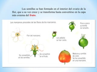 Las semillas se han formado en el interior del ovario de la
flor, que a su vez crece y se transforma hasta convertirse en la capa
más externa del fruto.
 