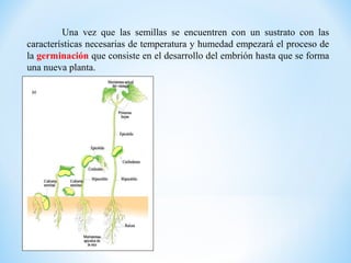 Una vez que las semillas se encuentren con un sustrato con las
características necesarias de temperatura y humedad empezará el proceso de
la germinación que consiste en el desarrollo del embrión hasta que se forma
una nueva planta.
 