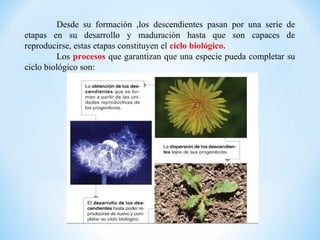 Desde su formación ,los descendientes pasan por una serie de
etapas en su desarrollo y maduración hasta que son capaces de
reproducirse, estas etapas constituyen el ciclo biológico.
         Los procesos que garantizan que una especie pueda completar su
ciclo biológico son:
 