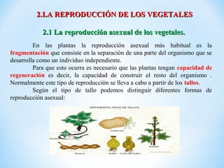 2.LA REPRODUCCIÓN DE LOS VEGETALES

            2.1 La reproducción asexual de los vegetales.
         En las plantas la reproducción asexual más habitual es la
fragmentación que consiste en la separación de una parte del organismo que se
desarrolla como un individuo independiente.
         Para que esto ocurra es necesario que las plantas tengan capacidad de
regeneración es decir, la capacidad de construir el resto del organismo .
Normalmente este tipo de reproducción se lleva a cabo a partir de los tallos.
         Según el tipo de tallo podemos distinguir diferentes formas de
reproducción asexual:
 