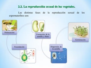 2.2. La reproducción sexual de los vegetales.
        Las distintas fases de la reproducción sexual de los
espermatofitos son:
 