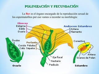 POLINIZACIÓN Y FECUNDACIÓN

         La flor es el órgano encargado de la reproducción sexual de
los espermatofitos por eso vamos a recordar su morfología:
 