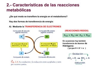 2.- Características de las reacciones
metabólicas
¿De qué modo se transfiere la energía en el metabolismo?
Hay dos formas ...
