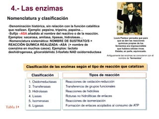 4.- Las enzimas
Nomenclatura y clasificación
-Denominación histórica, sin relación con la función catalítica
que realizan....