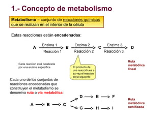 1.- Concepto de metabolismo
Metabolismo = conjunto de reacciones químicas
que se realizan en el interior de la célula
Esta...